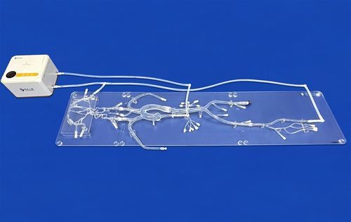 Modello vascolare di corpo intero - FAX003D - Trando 3D Medical Technology - di vasi sanguigni / di arteria / di arteria
