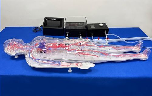 Modello vascolare di corpo intero - FAX004D - Trando 3D Medical Technology - di arteria / di vasi sanguigni / di sistema circolatorio