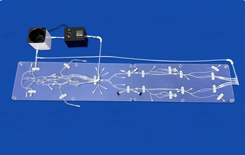 modello vascolare per neurologia - Trando 3D Medical Technology