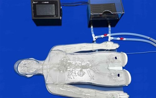 Modello vascolare di corpo intero - FAX008D - Trando 3D Medical Technology - di arteria / di arteria / di vasi sanguigni