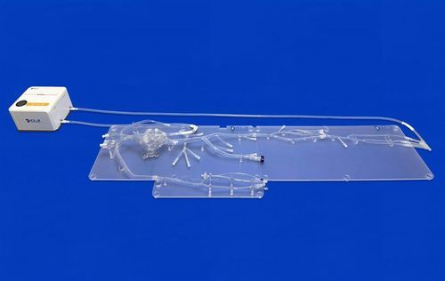 Modello vascolare di arteria - FAX011D - Trando 3D Medical Technology - di corpo intero / di arteria / di sistema circolatorio
