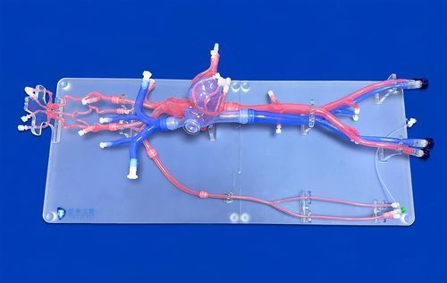 Modello vascolare di vena - FAX013D - Trando 3D Medical Technology - di arteria / di sistema circolatorio / di vasi sanguigni