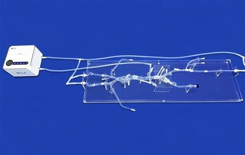 Modello vascolare di corpo intero - FAX015D - Trando 3D Medical Technology - di sistema circolatorio / di arteria / di vasi sanguigni