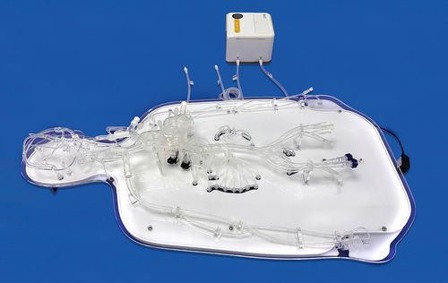 Modello vascolare di corpo intero - FAX008D - Trando 3D Medical Technology - di arteria / di arteria / di vasi sanguigni