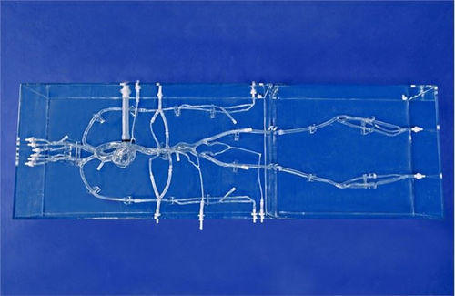 Modello vascolare di arteria carotide - SJX004 - Trando 3D Medical Technology - di arteria tibiale / per chirurgia vascolare / didattico