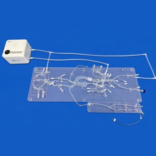 modello anatomico per angiografia - Trando 3D Medical Technology