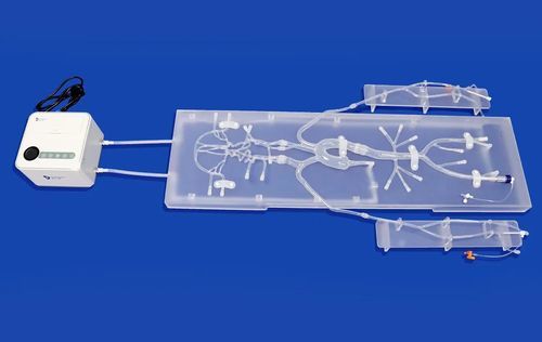 modello vascolare di arteria carotide - Trando 3D Medical Technology