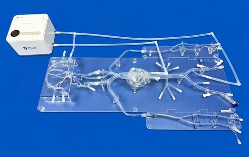 Modello vascolare del circolo arterioso di Willisii - QS001D-01 - Trando 3D Medical Technology - di arteria cerebrale media / di arteria femorale / di arteria intracranica