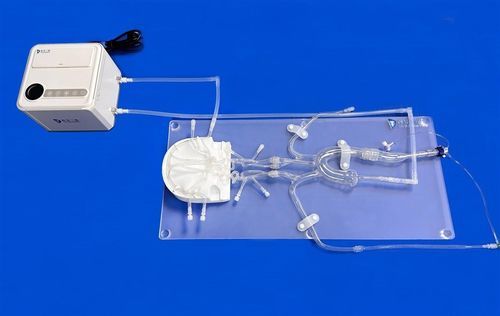 Modello vascolare intracranico - FAC011D - Trando 3D Medical Technology - di arteria femorale / di Poligono di Willis / di arteria cerebrale anteriore (ACA)