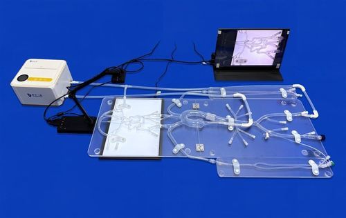 Modello vascolare di arteria femorale - FAC010D - Trando 3D Medical Technology - di sistema circolatorio / intracranico / di cervello