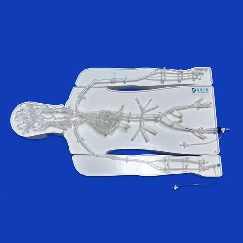 Modello vascolare di vasi sanguigni - FAC007D - Trando 3D Medical Technology - intracranico / del circolo arterioso di Willisii / toracico