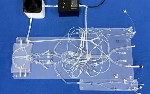 Modello vascolare di sistema nervoso - SJZ001D - Trando 3D Medical Technology - di vena / di vasi sanguigni / intracranico