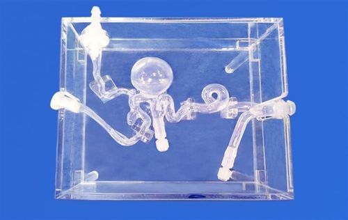 Modello vascolare di cervello - SJX014 - Trando 3D Medical Technology - cerebrale / intracranico / di arteria