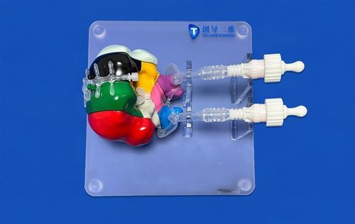 Modello vascolare di cervello - SJV020 - Trando 3D Medical Technology - cerebrale / di tronco encefalico / di cervelletto