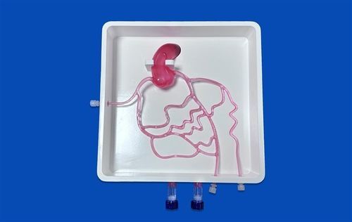Modello vascolare di arterie coronarie - XXD005 - Trando 3D Medical Technology - di arteria femorale / per angiografia / per cateterismo femorale
