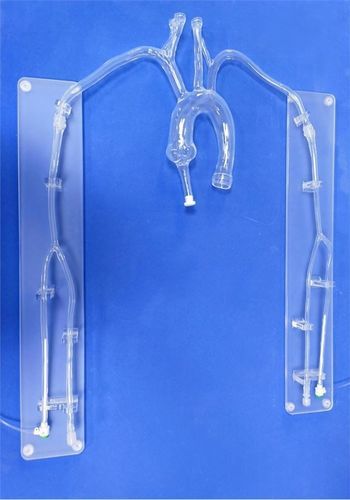 Modello vascolare di arteria carotide - XX001D1 - Trando 3D Medical Technology - di vasi sanguigni / di arteria sottoclaveare / di aorta toracica
