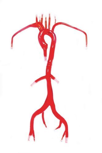Modello vascolare di arteria femorale - Trando 3D Medical Technology - di carotide comune destra / di carotide comune sinistra / di arteria sottoclaveare destra