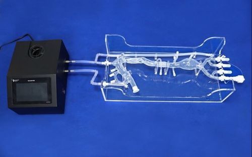 Modello vascolare di arteria femorale - Trando 3D Medical Technology - di arteria carotide / di aorta toracica / arteria iliaca