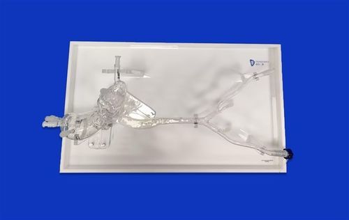 Modello vascolare arteria iliaca - Aorta Model ™ - Trando 3D Medical Technology - di arteria femorale / di cuore / aorta addominale