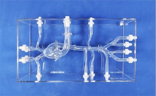 Modello vascolare di tronco celiaco - XXK003D - Trando 3D Medical Technology - di arteria mesenterica / di arteria femorale / arteria iliaca