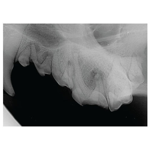 Sistema di radiografia veterinaria digitale - SignalSMILE® - SignalPET - intraorale
