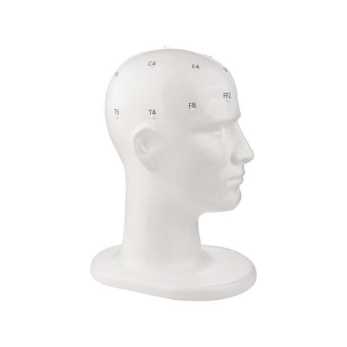 Modello anatomico di testa - TC7410 series - Tenocom - per neurologia / ad uso didattico / per EEG