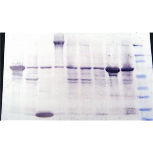 Kit di reagenti colorante - 786-34 - G-BIOSCIENCES - per ricerca scientifica / di proteine