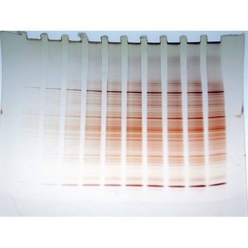Kit di reagenti soluzione colorante - FASTsilver™ - G-BIOSCIENCES - per ricerca scientifica / di proteine / per DNA