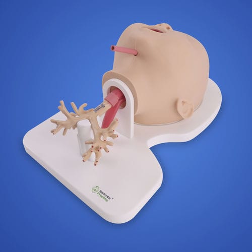 Modello anatomico di polmone - PLHX1005 - Shanghai Preclinic Medtech - bronchiale / per chirurgia / didattico