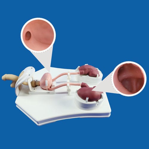 Simulatore per cure urologiche - PLMN1001 - Shanghai Preclinic Medtech - per ureterscopia / maschile / workstation