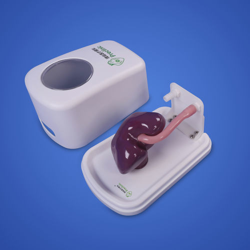 Modello anatomico rene - Shanghai Preclinic Medtech - di testicoli / di pene / per cure urologiche