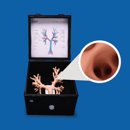 Modello anatomico di polmone - PLHX1001 - Shanghai Preclinic Medtech - di bronco / di trachea / per chirurgia