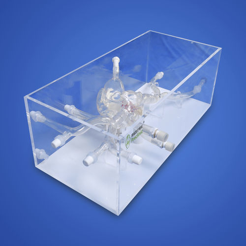Modello vascolare di cuore - PLXG1016A - Shanghai Preclinic Medtech - di arteria / di vena / di valvola mitrale