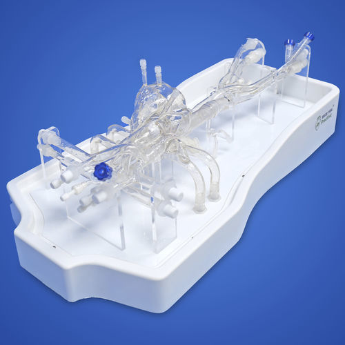 Modello vascolare di cuore - PLXZXG004A - Shanghai Preclinic Medtech - di arteria / di vena / di arteria carotide