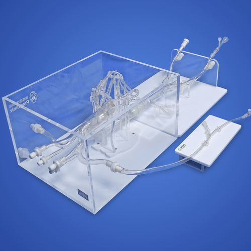 Modello vascolare di cuore - PLXZXG003 C - Shanghai Preclinic Medtech - addominale / toracico / arti superiori
