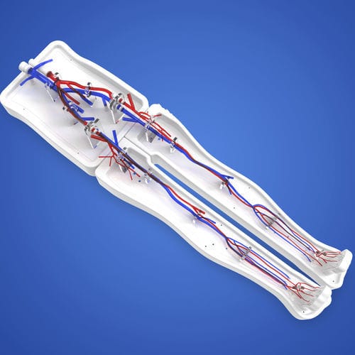 Modello vascolare per vena femorale - PLWZXG005 - Shanghai Preclinic Medtech - per vena poplitea / di gamba / arti inferiori
