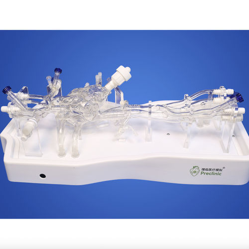 Modello vascolare di arteria - Shanghai Preclinic Medtech - di arteria carotide / per chirurgia mini-invasiva / per cardiochirurgia