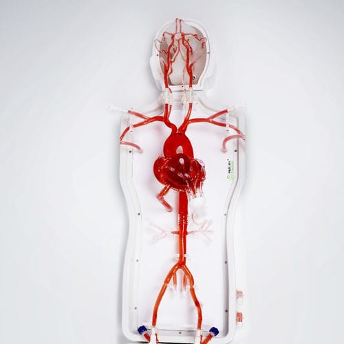 Modello vascolare addominale - PLXZXG003 A - Shanghai Preclinic Medtech - toracico / arti superiori / di arteria femorale