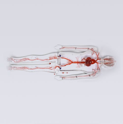 Modello vascolare di cuore - Shanghai Preclinic Medtech - di corpo intero / di sistema circolatorio / di arteria