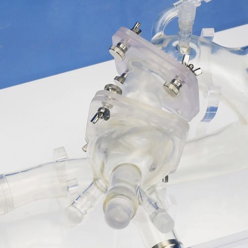 Modello vascolare TAVR - PLXZXG005 - Shanghai Preclinic Medtech - di arteria / di valvola aortica / di arteria femorale