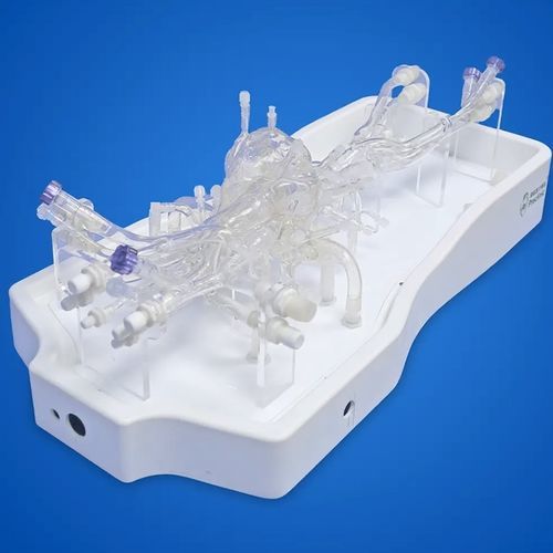 Modello anatomico di valvola polmonare - PLXZXG004B - Shanghai Preclinic Medtech - arteria polmonare / di vena cava / di valvola tricuspide