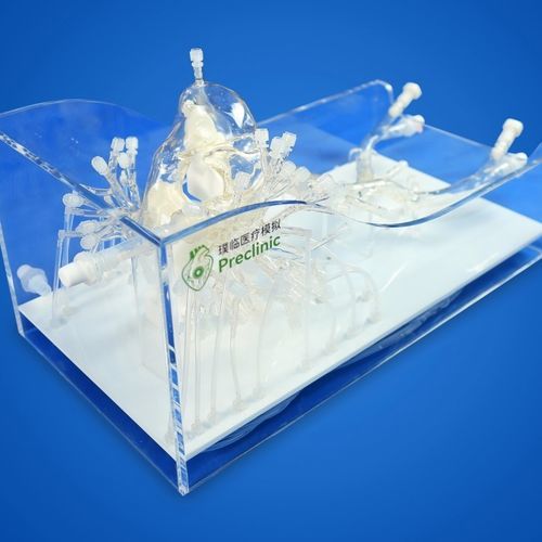 Modello vascolare di vena iliaca - PLXZXG006 - Shanghai Preclinic Medtech - di vena cava / per vena femorale / arteria polmonare
