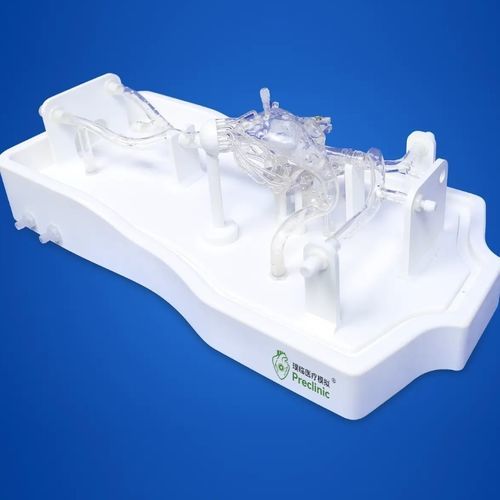 Modello anatomico di muscolo - PLXG1016B - Shanghai Preclinic Medtech - di cuore / di valvola mitrale / di vena cava