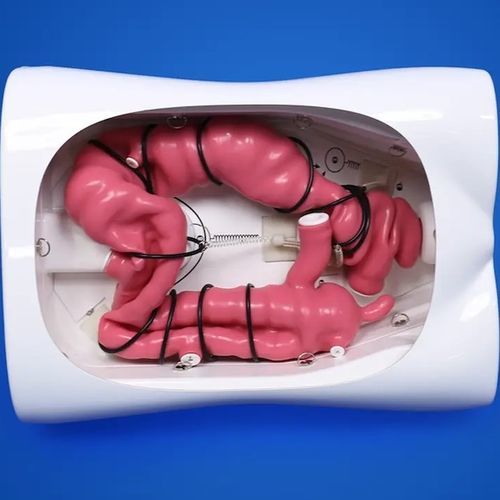 Modello anatomico di appendice - PLXH1001 - Shanghai Preclinic Medtech - ano / di colon / intestino crasso