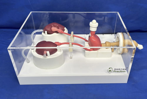 Modello anatomico vescica - Shanghai Preclinic Medtech - per chirurgia / didattico