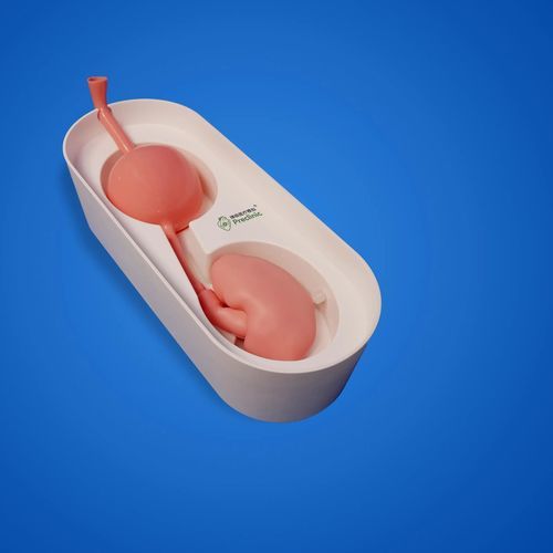 Modello anatomico uretere - PLMNCS002B - Shanghai Preclinic Medtech - rene / ureterale / renale