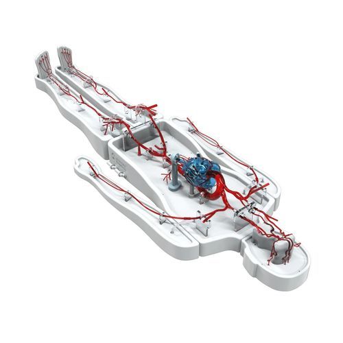 Modello vascolare di corpo intero - PLZHXG011 - Shanghai Preclinic Medtech - di sistema circolatorio / di arteria / di arteria femorale