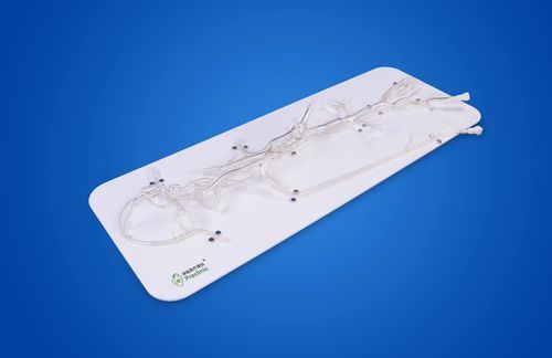 Modello vascolare di cervello - PLSJXG001C - Shanghai Preclinic Medtech - cerebrale / intracranico / del circolo arterioso di Willisii