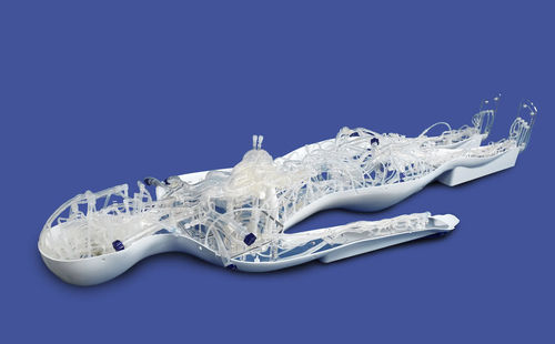 Modello vascolare di cuore - PLZHXG001 - Shanghai Preclinic Medtech - di corpo intero / di sistema circolatorio / di arteria