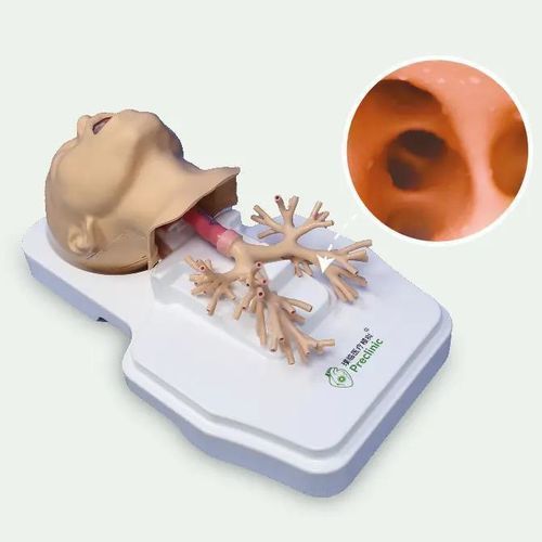 Modello anatomico di bronco - PLHX1002 - Shanghai Preclinic Medtech - di trachea / di apparato respiratorio / di vie respiratorie